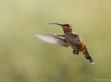 Vliegen kolibri 7, V.S.